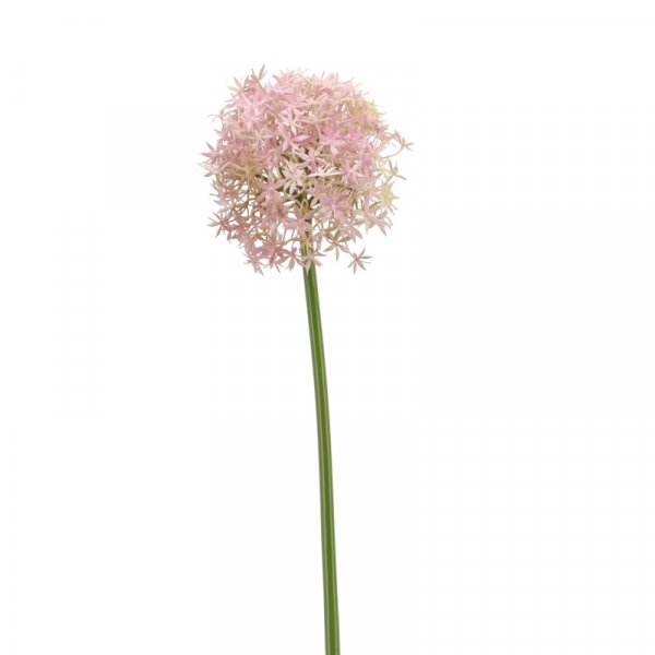 Allium 80 cm