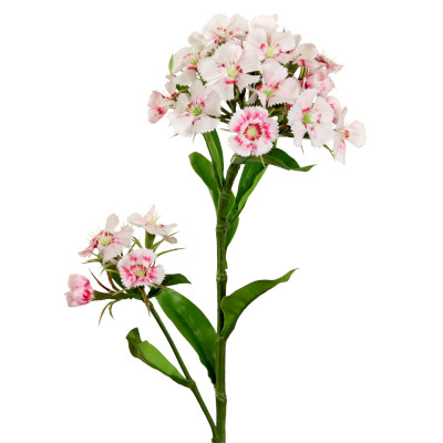 Dianthus
