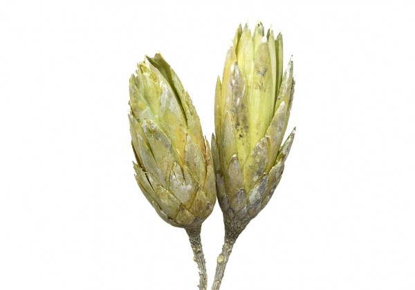 Protea Compacta Extra VE 25 St