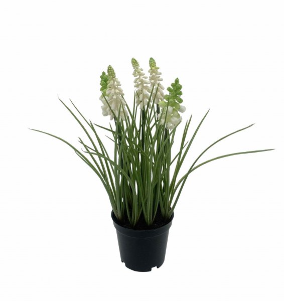 Muscari getopft 27 cm