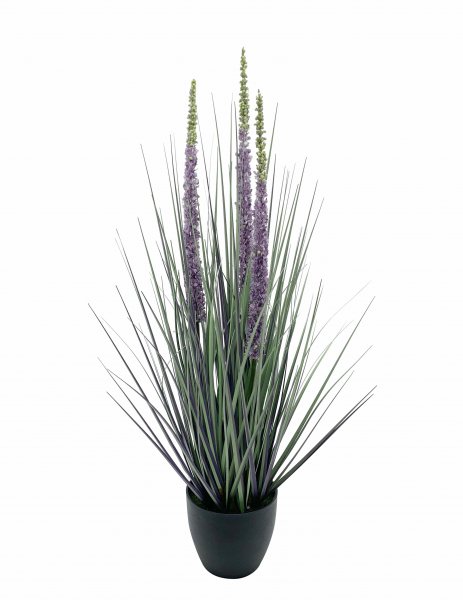 Eremurus Gras getopft 80 cm