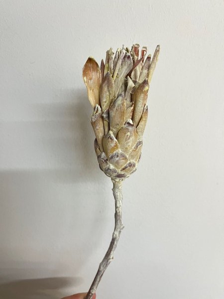 Protea Compacta VE 50 St