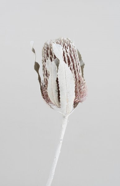 Banksia Menziesii VE 12 St