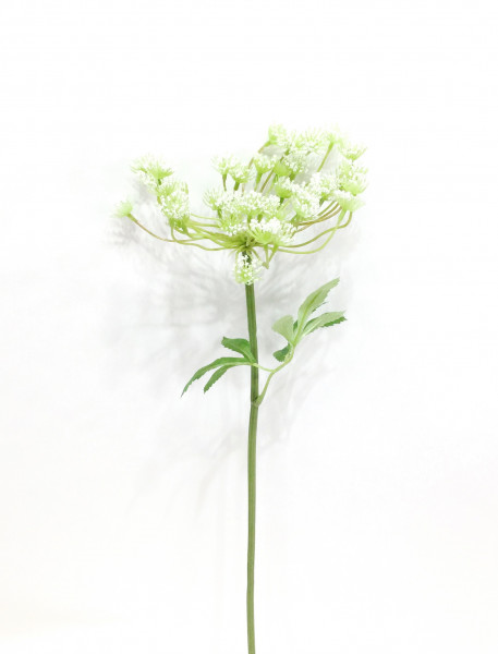 Euphorbia Marginata