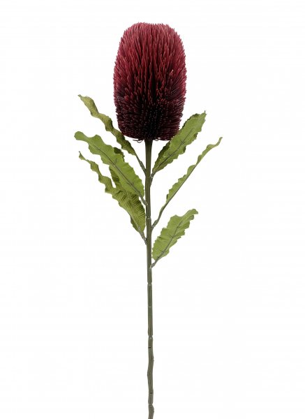 Banksia 65 cm