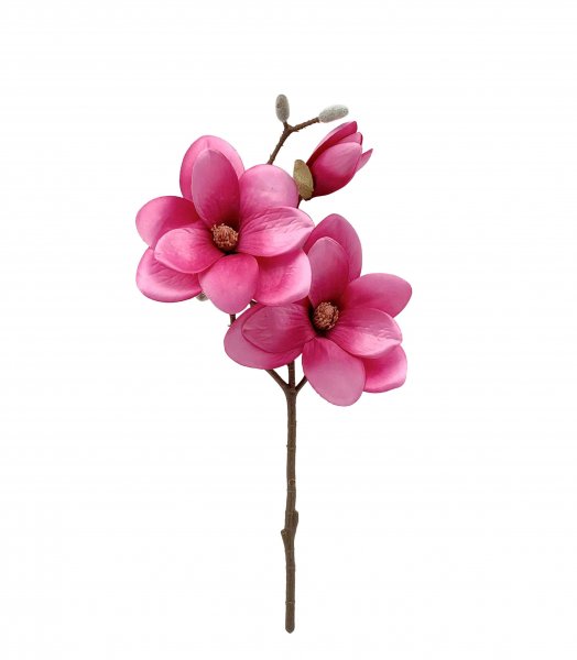 Magnolie 50 cm