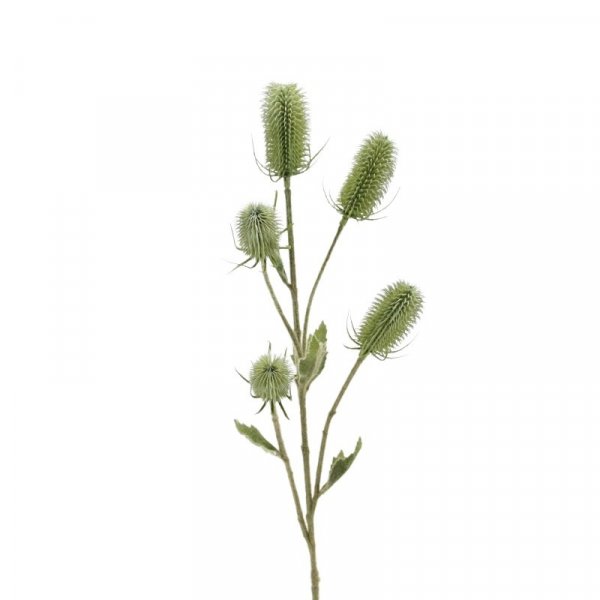 Edeldistel 90 cm