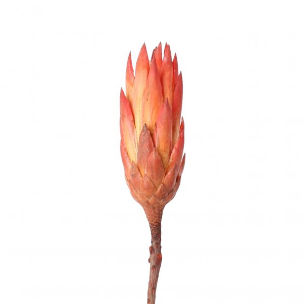 Protea Compacta Extra VE 50 St