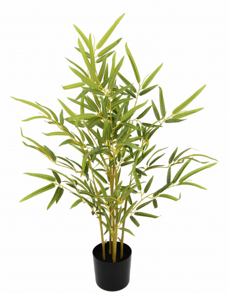 Bambuspflanze im Topf 80 cm