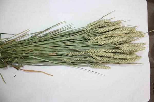 Weizen Band ca. 200 Stiele natur-grün