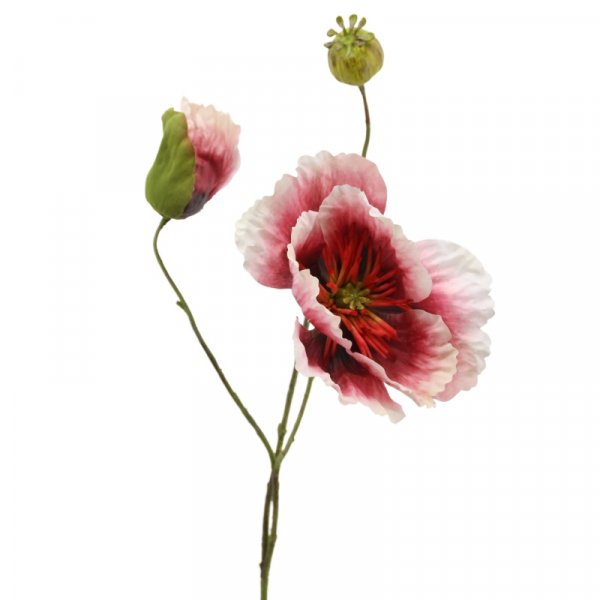 Mohn 58 cm