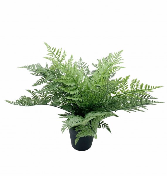 Farn getopft 38 cm