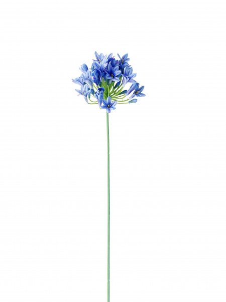 Agapanthus 75 cm