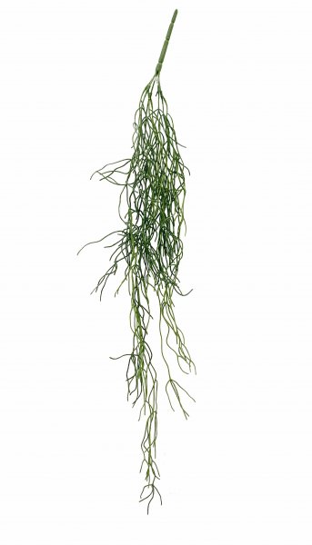 Rhipsalis-Hänger 79 cm
