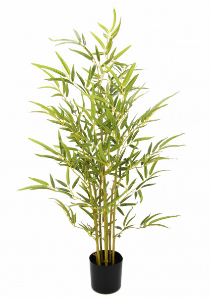 Bambuspflanze im Topf 95 cm