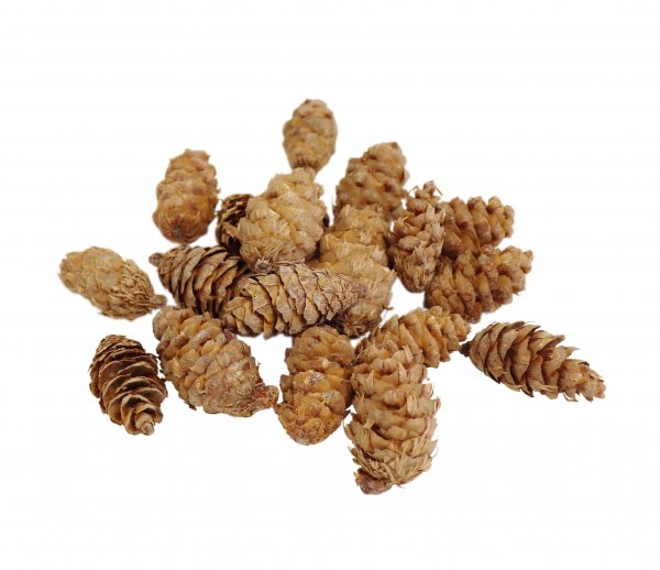 Douglasia Zapfen 140 gr