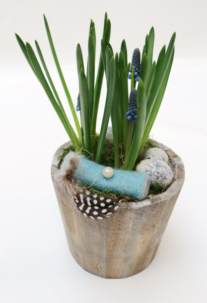 Topf mit Muscari blau-natur Ø14cm H28cm -frisch-