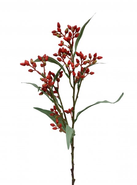 Eucalyptus Knospe 53 cm