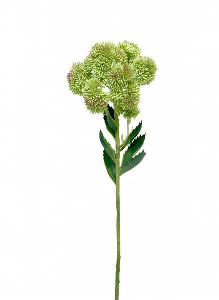 Garten Sedum 55 cm