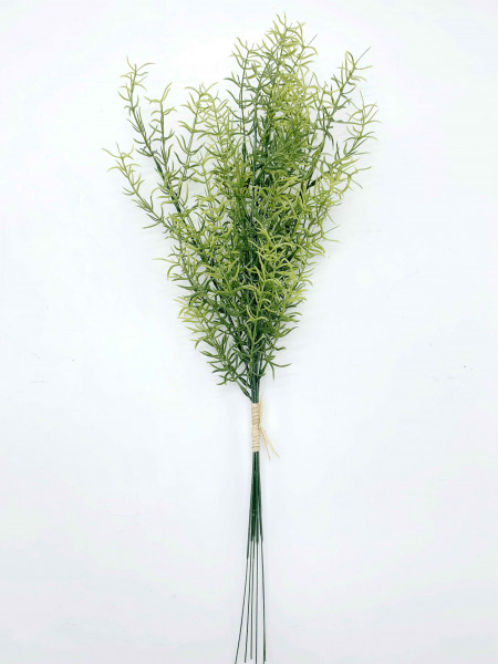 Asparagus VE 6 St