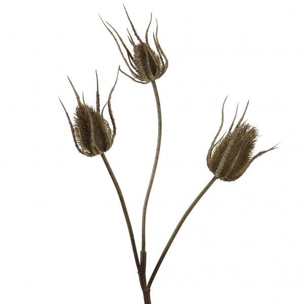 Distel