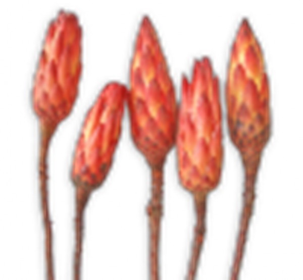 Protea Repens Bud VE 100 St