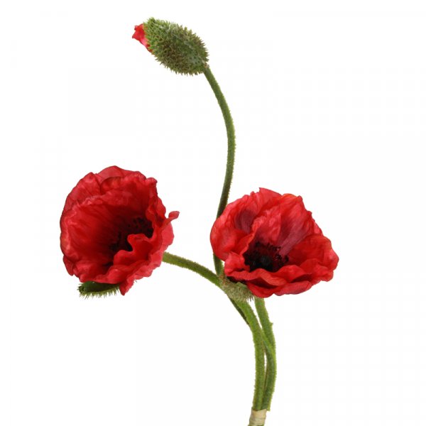 Mohn-Bund 71 cm