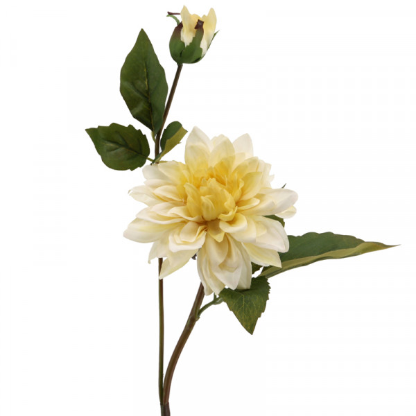 Dahlie 60 cm