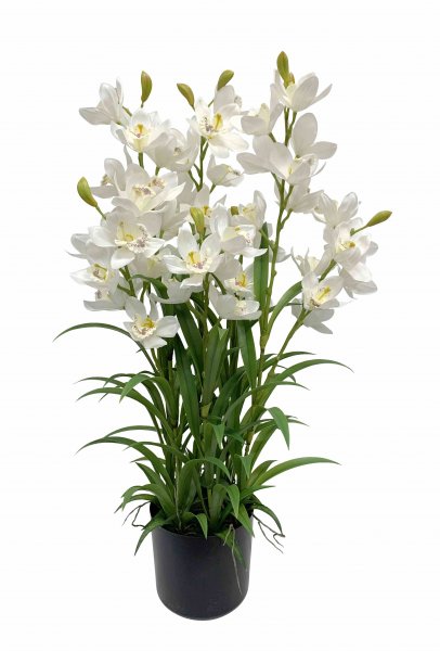 Cymbidie Orchidee getopft 90 cm