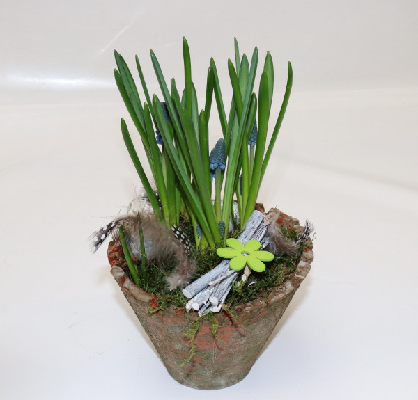 Holztopf mit Muscari blau-natur Ø17cm H28cm -frisch-