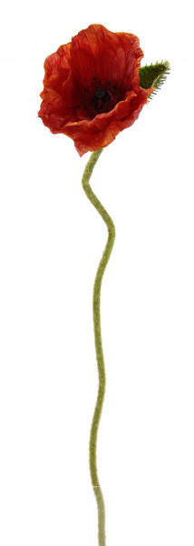 Mohnblume