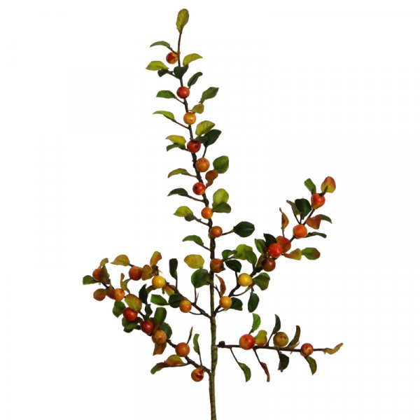 Beeren-Cotoneaster 54 cm