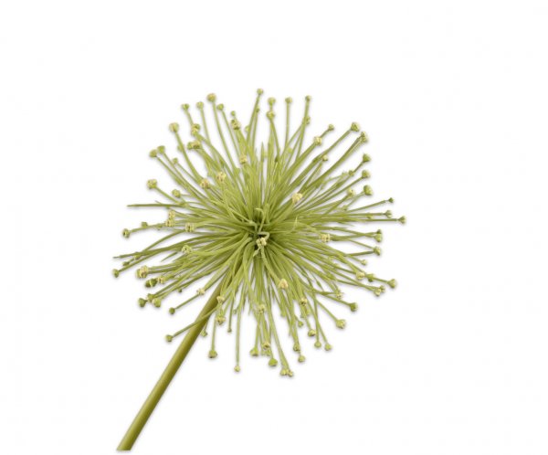 Allium Stiel 104 cm