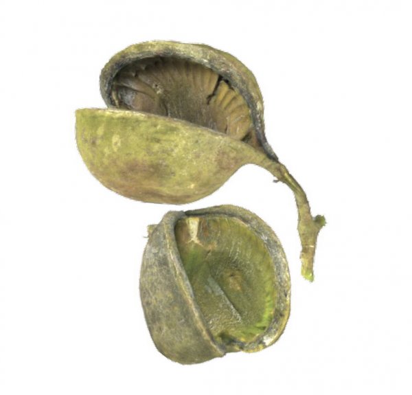 Budha Nut VE 12 St
