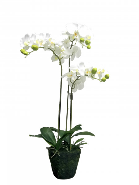 Phalaenopsispflanze 80 cm