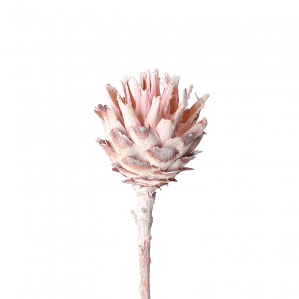 Leucospernum VE 40 St
