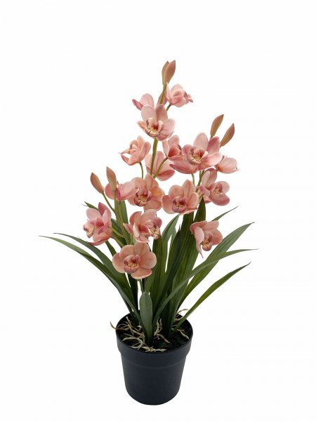 Cymbidie getopft 61 cm