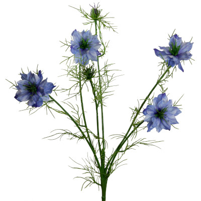 Nigella