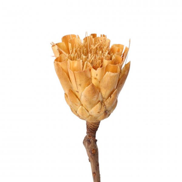 Protea Repens Cream Cutbrush VE 20 St