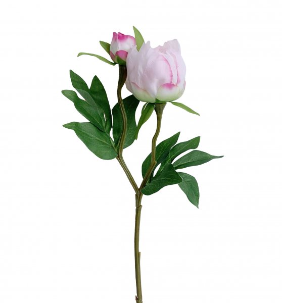 Pfingstrose 47 cm