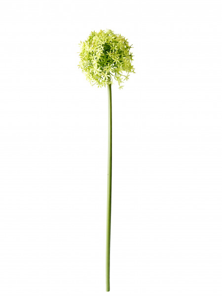 Allium 80 cm