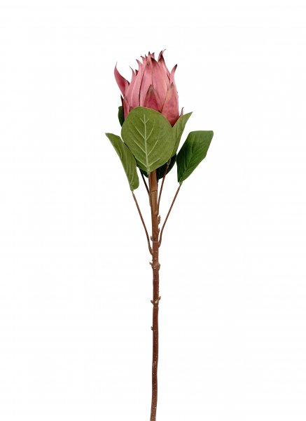 King Protea 74 cm