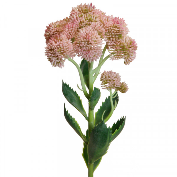 Sedum 57 cm