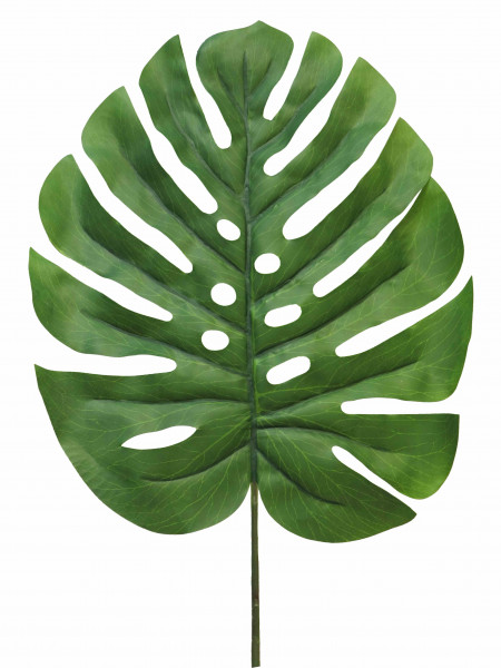 Fensterblatt Monstera