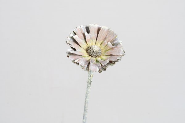 Protea Repens VE 25 St