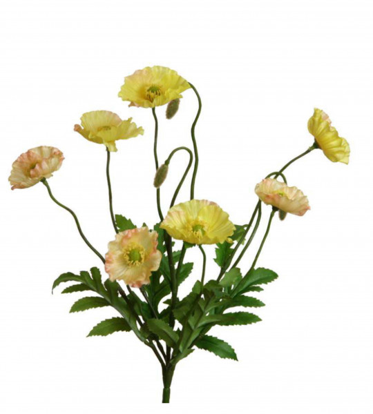 Mohn-Busch