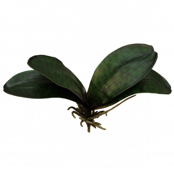 Phalaenopsis Blätter