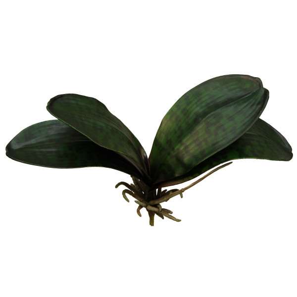 Phalaenopsis Blätter
