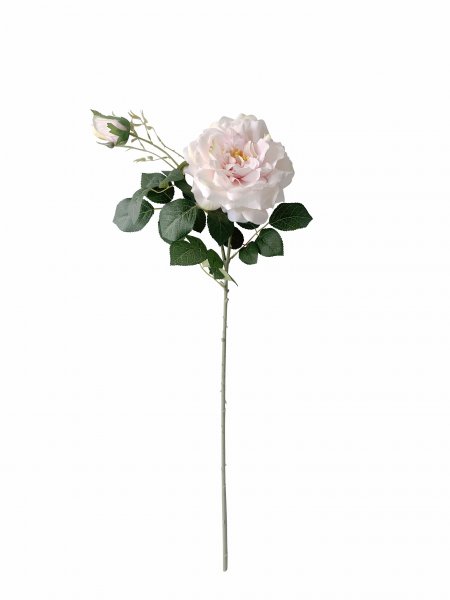 Gartenrose rs H76 cm