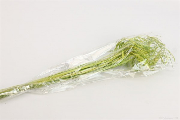 Curly Ting Ting hellgrün L55cm (100)